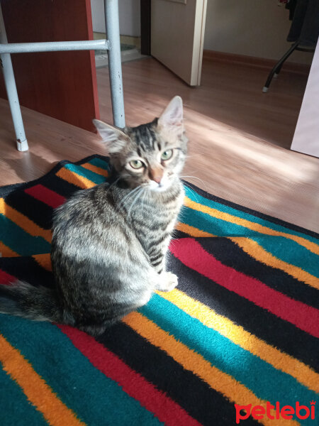 Bengal, Kedi  Venus fotoğrafı