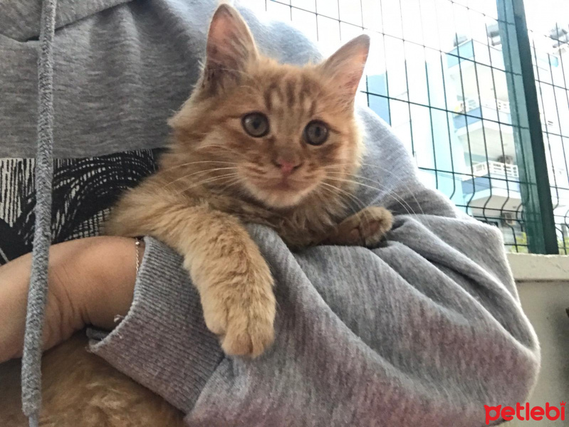 Sarman, Kedi  Garfield fotoğrafı