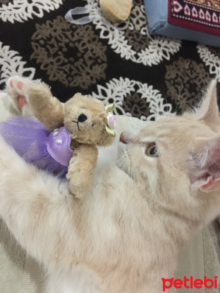 Sarman, Kedi  Bıdık fotoğrafı