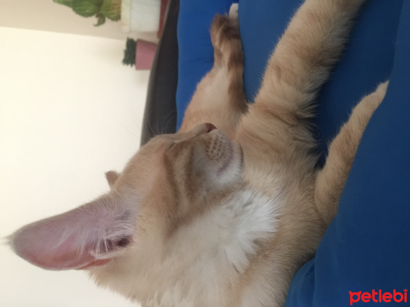 Sarman, Kedi  Bıdık fotoğrafı