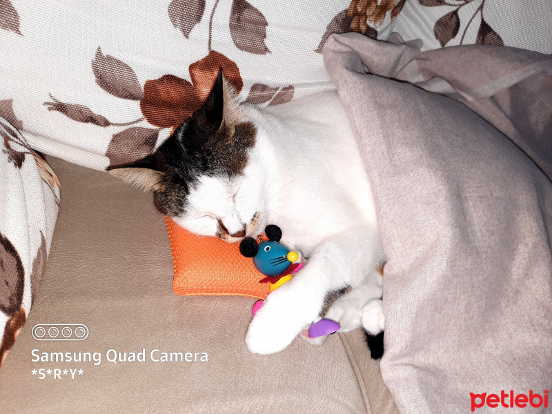 Tekir Kedi, Kedi  Hera fotoğrafı