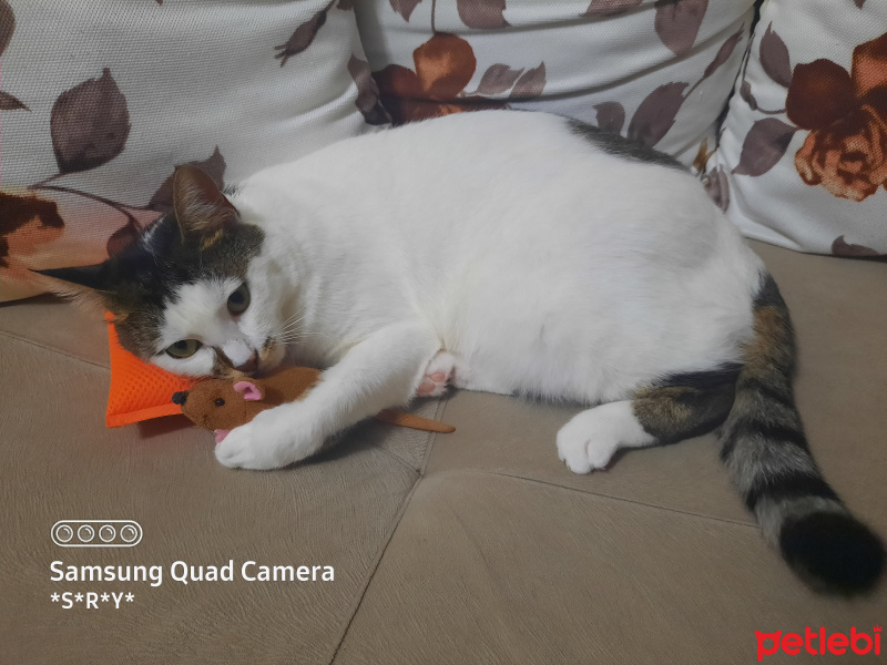 Tekir Kedi, Kedi  Hera fotoğrafı