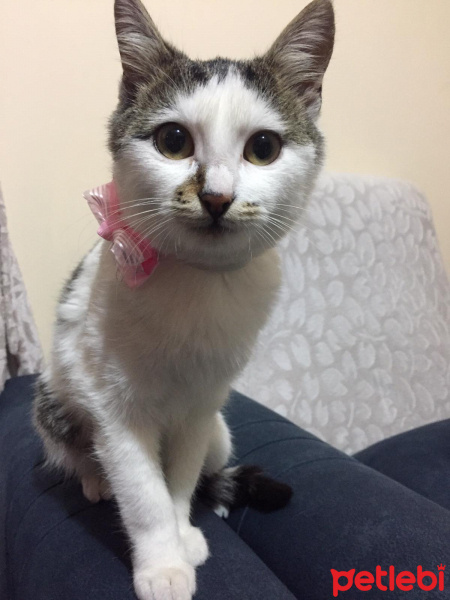 Tekir Kedi, Kedi  Hera fotoğrafı