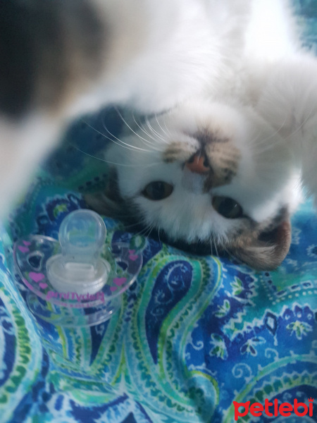 Tekir Kedi, Kedi  Hera fotoğrafı