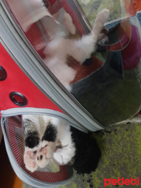 Tekir Kedi, Kedi  Hera fotoğrafı