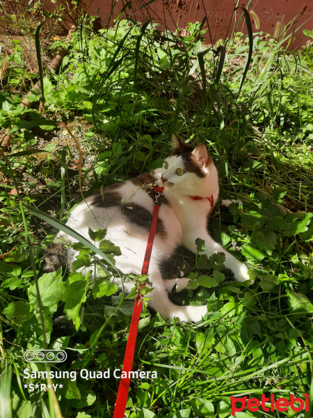 Tekir Kedi, Kedi  Hera fotoğrafı