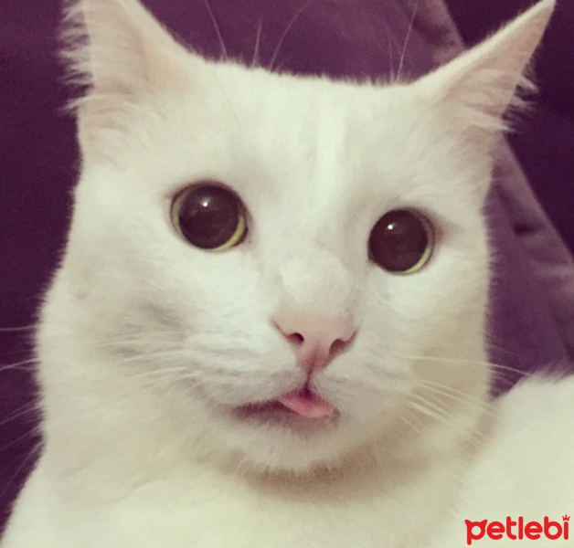 Soke, Kedi  Mercan fotoğrafı