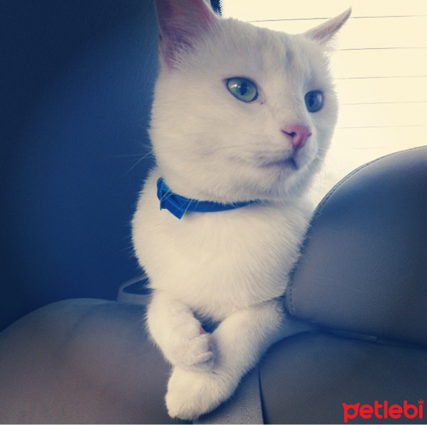 Soke, Kedi  Mercan fotoğrafı