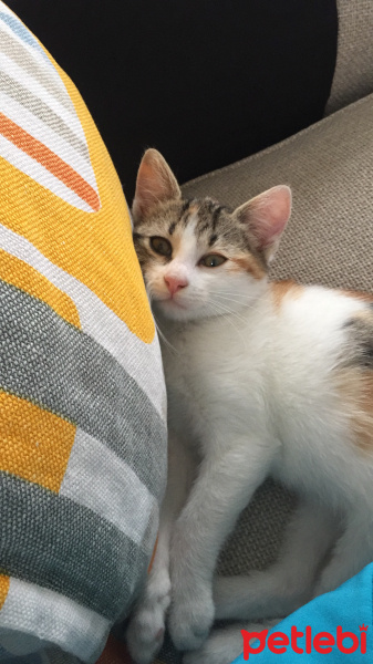 European Shorthair, Kedi  İncir fotoğrafı