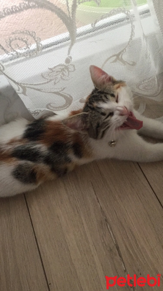 European Shorthair, Kedi  İncir fotoğrafı