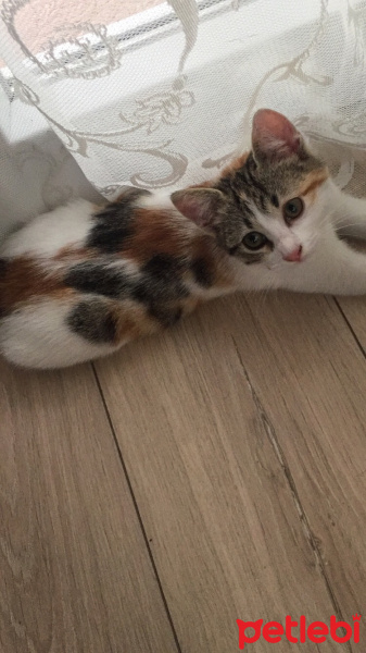 European Shorthair, Kedi  İncir fotoğrafı