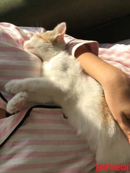 European Shorthair, Kedi  İncir fotoğrafı