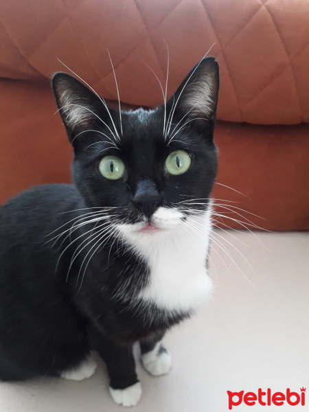 Tuxedo (Smokin) Kedi, Kedi  Zeytin fotoğrafı