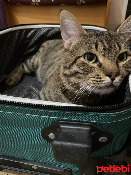 Tekir Kedi, Kedi  Ercü fotoğrafı