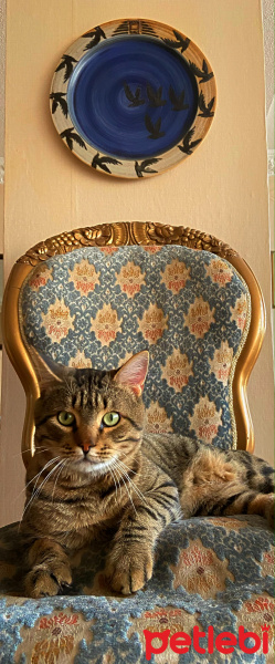 Tekir Kedi, Kedi  Ercü fotoğrafı