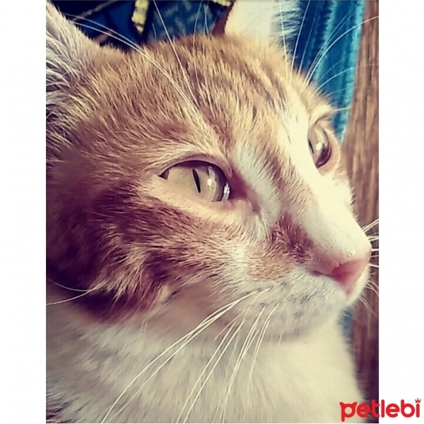 Tekir Kedi, Kedi  Pürmüz fotoğrafı