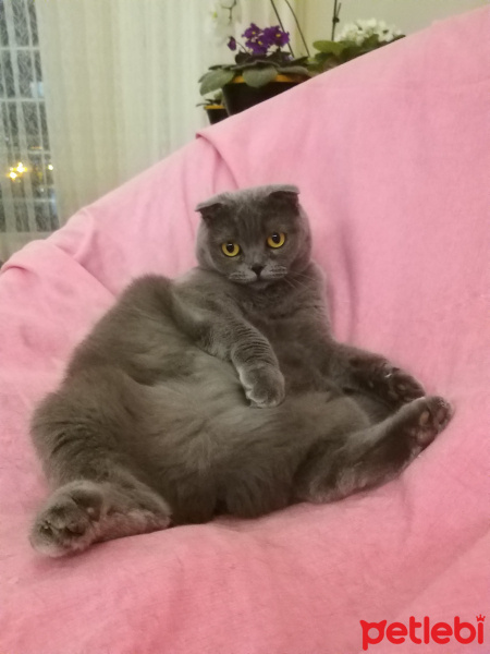 Scottish Fold, Kedi  Duman fotoğrafı
