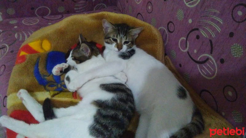 Tekir Kedi, Kedi  Tombik fotoğrafı