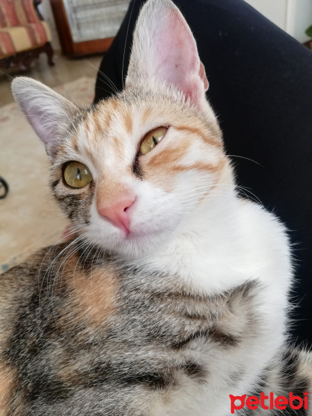 Tekir Kedi, Kedi  Ebiş fotoğrafı