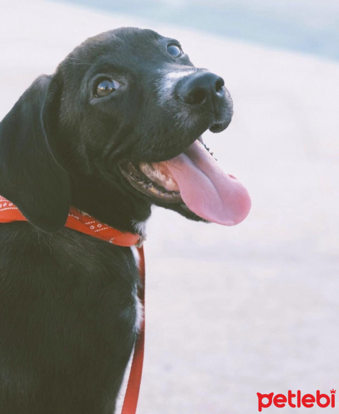 Labrador Retriever, Köpek  Harman fotoğrafı