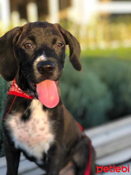 Labrador Retriever, Köpek  Harman fotoğrafı