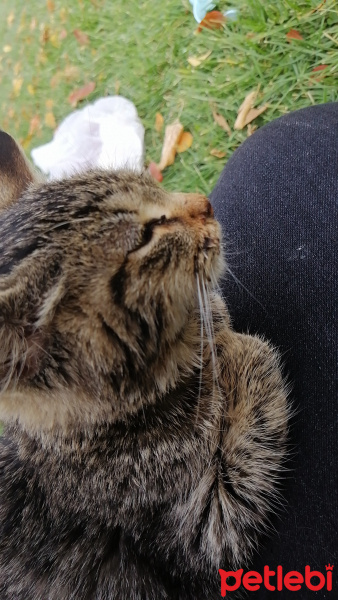 Tekir Kedi, Kedi  Neko fotoğrafı