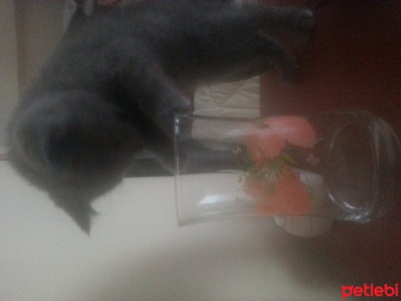 British Shorthair, Kedi  duman fotoğrafı