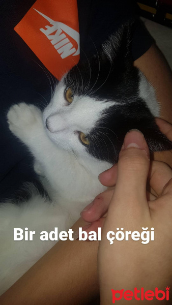 Tuxedo (Smokin) Kedi, Kedi  Zenna fotoğrafı