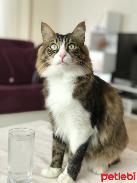 Maine Coon, Kedi  Fındık fotoğrafı