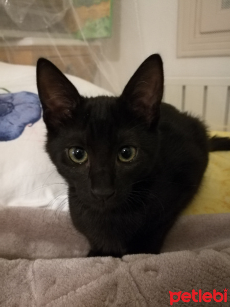 Bombay, Kedi  Misket fotoğrafı