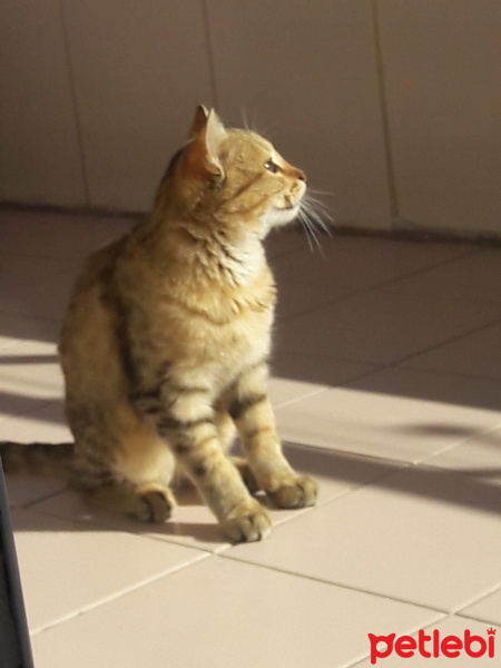 Tekir Kedi, Kedi  Tarçın fotoğrafı
