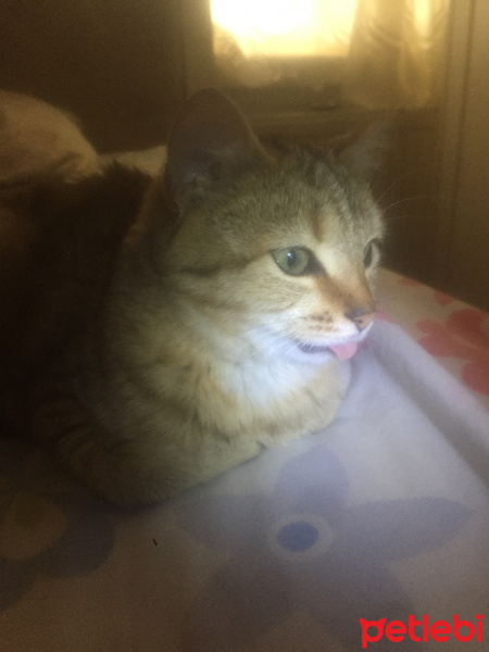 Tekir Kedi, Kedi  Tarçın fotoğrafı