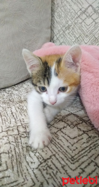 Sarman, Kedi  Bıdık fotoğrafı