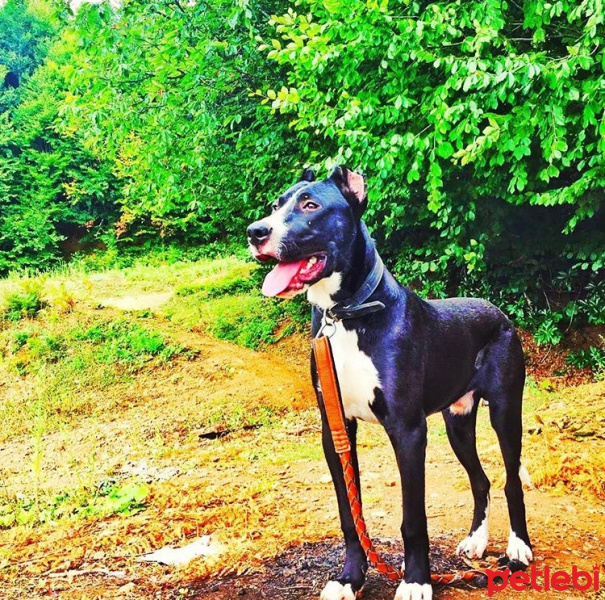 Amerikan Staffordshire Terrier, Köpek  Boyka fotoğrafı
