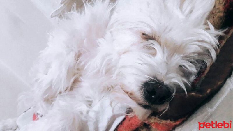 Maltese, Köpek  Linda fotoğrafı