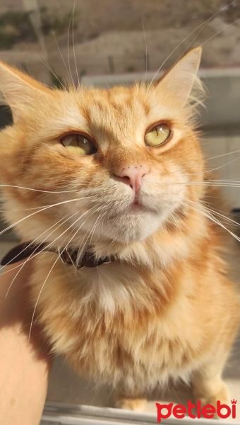 Himalayan, Kedi  Limon fotoğrafı