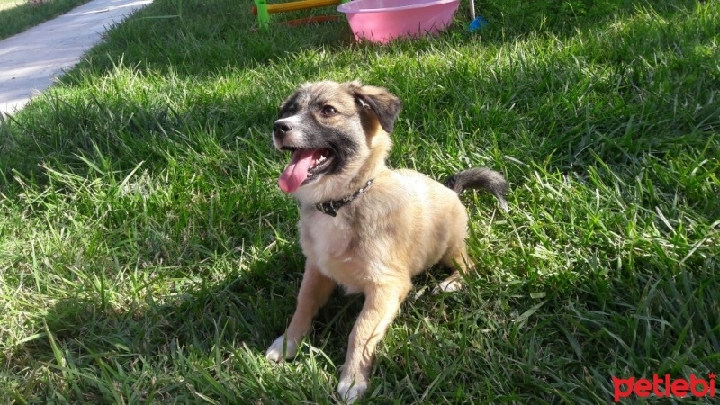 Sokö (Sokak Köpeği), Köpek  Prens fotoğrafı