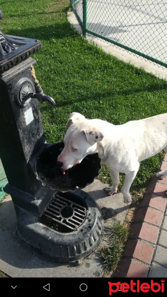 Dogo Arjantin, Köpek  Toni fotoğrafı