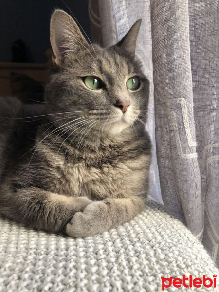 British Shorthair, Kedi  Arya fotoğrafı