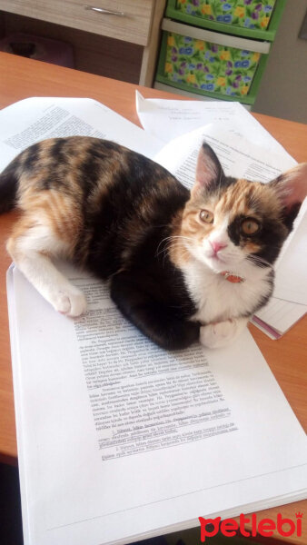 American Wirehair, Kedi  Balım fotoğrafı