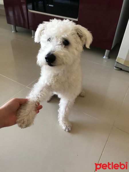 Maltese, Köpek  zeus fotoğrafı