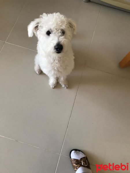 Maltese, Köpek  zeus fotoğrafı