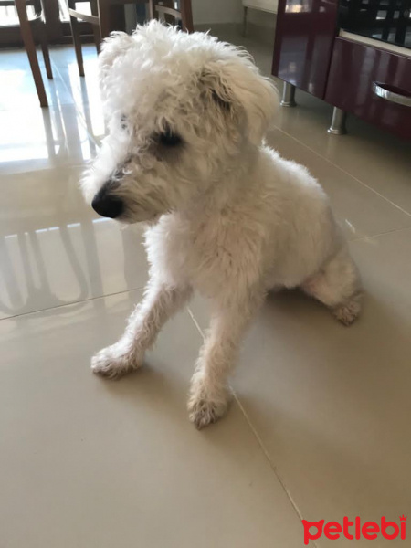 Maltese, Köpek  zeus fotoğrafı