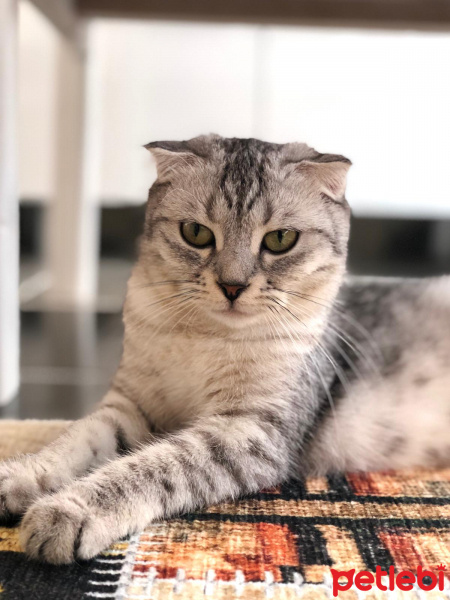 Scottish Fold, Kedi  lila fotoğrafı