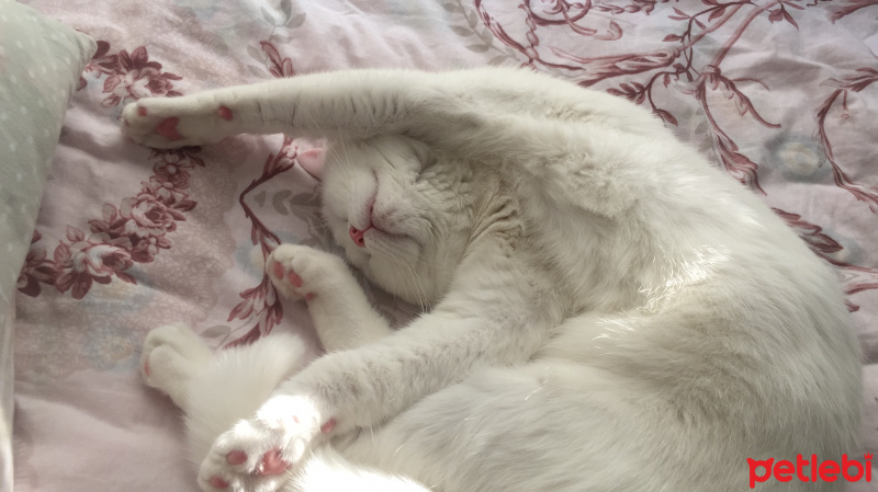 Scottish Fold, Kedi  Beyaz fotoğrafı