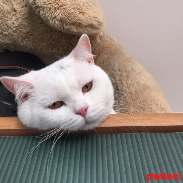 Scottish Fold, Kedi  Beyaz fotoğrafı