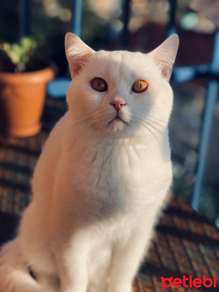 Scottish Fold, Kedi  Beyaz fotoğrafı