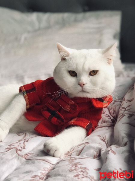Scottish Fold, Kedi  Beyaz fotoğrafı
