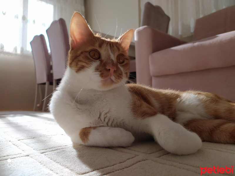 Tekir Kedi, Kedi  Tarçın fotoğrafı