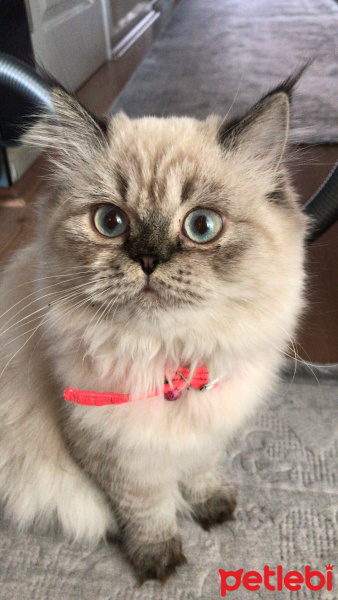 İran Kedisi (Persian), Kedi  Lola fotoğrafı